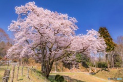 埼玉県・鉢形城址の大桜 1