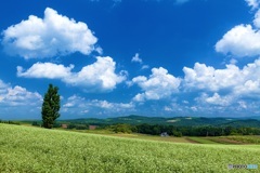北海道・美瑛町 夏の美瑛の丘 6