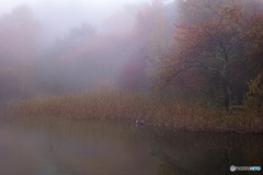 長野県・女神湖の朝霧 3