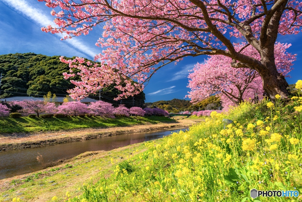 静岡県・南伊豆の河津桜と菜の花 2