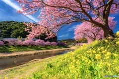 静岡県・南伊豆の河津桜と菜の花 2