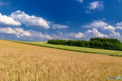 北海道・美瑛町 夏の美瑛の丘 10