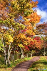 長野県・蓼科湖の紅葉 8