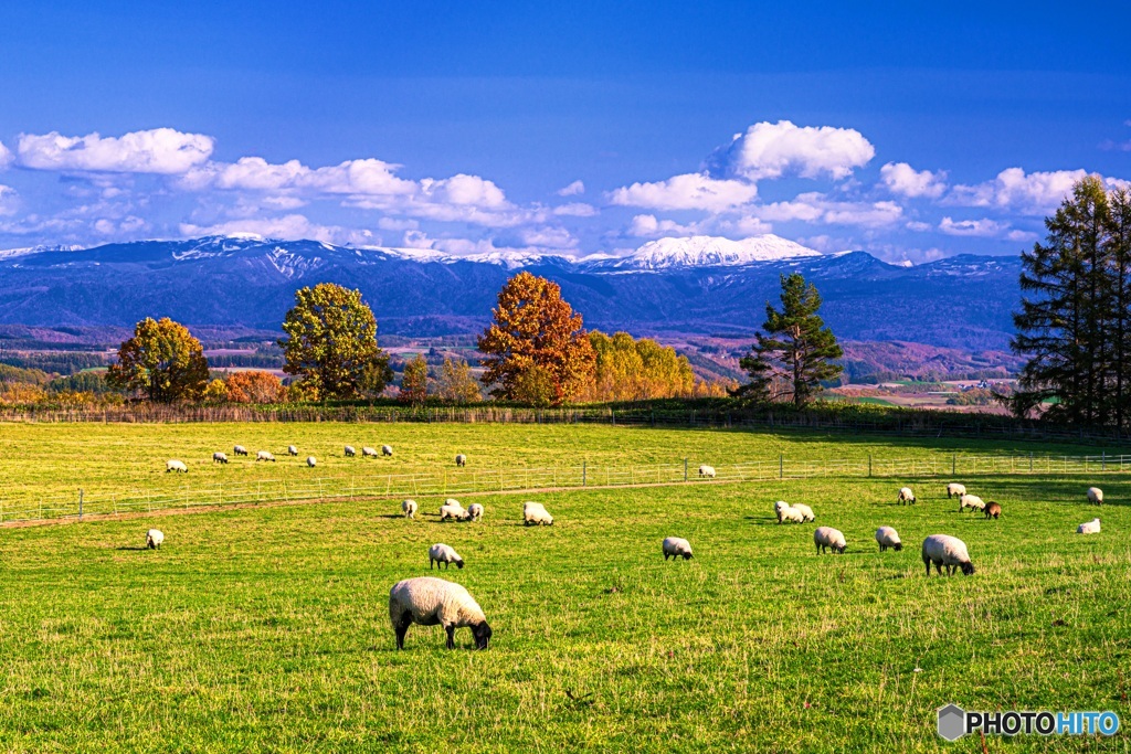北海道・美瑛町 秋の美瑛の丘 1