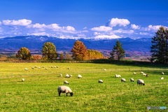 北海道・美瑛町 秋の美瑛の丘 1