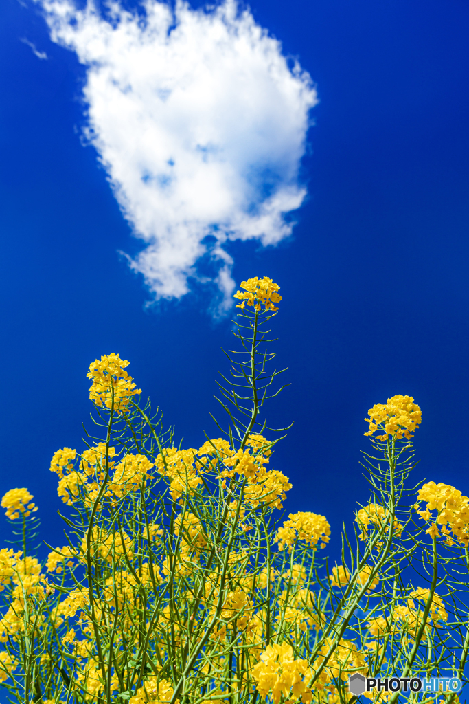 静岡県・桶ヶ谷沼の菜の花 5