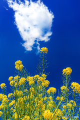 静岡県・桶ヶ谷沼の菜の花 5