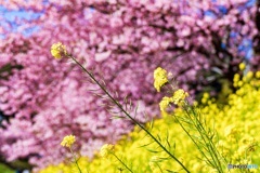 静岡県・南伊豆の河津桜と菜の花 5