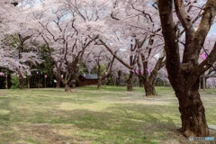 長野県・伊那市 春の春日公園の風景