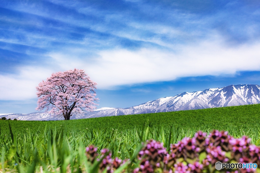 岩手県・小岩井農場の一本桜 1