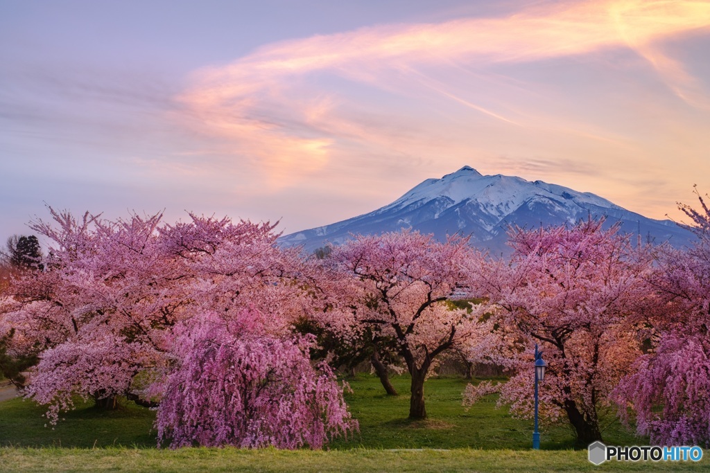青森県・岩木山と桜の夕暮れ