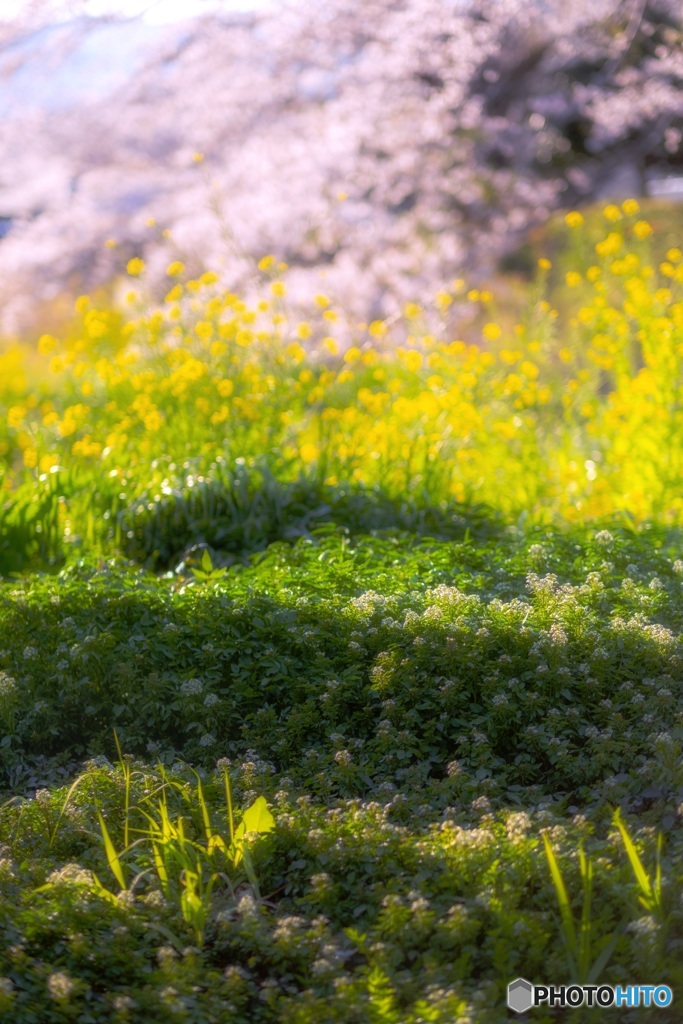 神奈川県・湯河原の桜 2