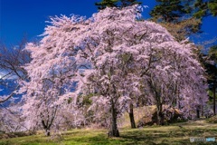 山梨県・谷戸城址の桜 5