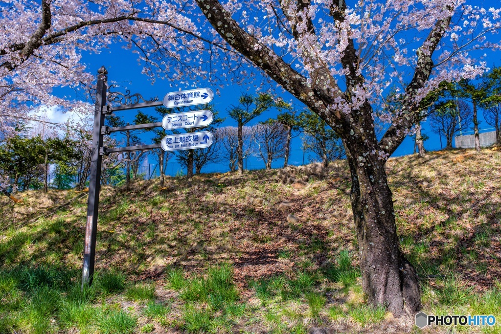 長野県・春の茅野市運動公園の風景 5