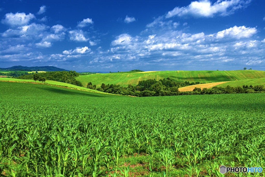 北海道・美瑛町 夏の丘の風景 7