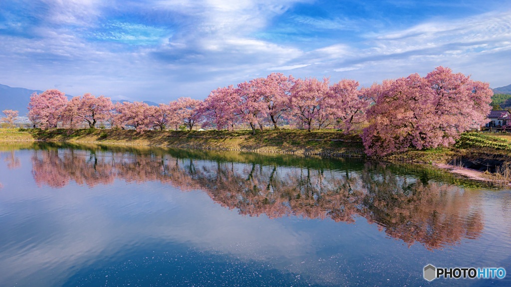長野県・伊那市 六道の堤の桜 1