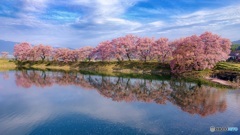 長野県・伊那市 六道の堤の桜 1