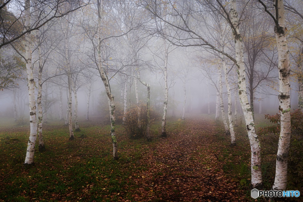 長野県・秋の森の朝霧 4