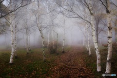 長野県・秋の森の朝霧 4