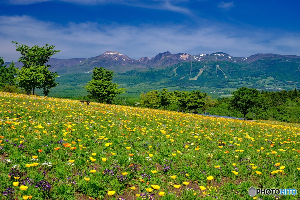 栃木県・那須町 春の那須フラワーワールドの風景 1