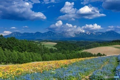 北海道・美瑛町 初夏の花畑 1