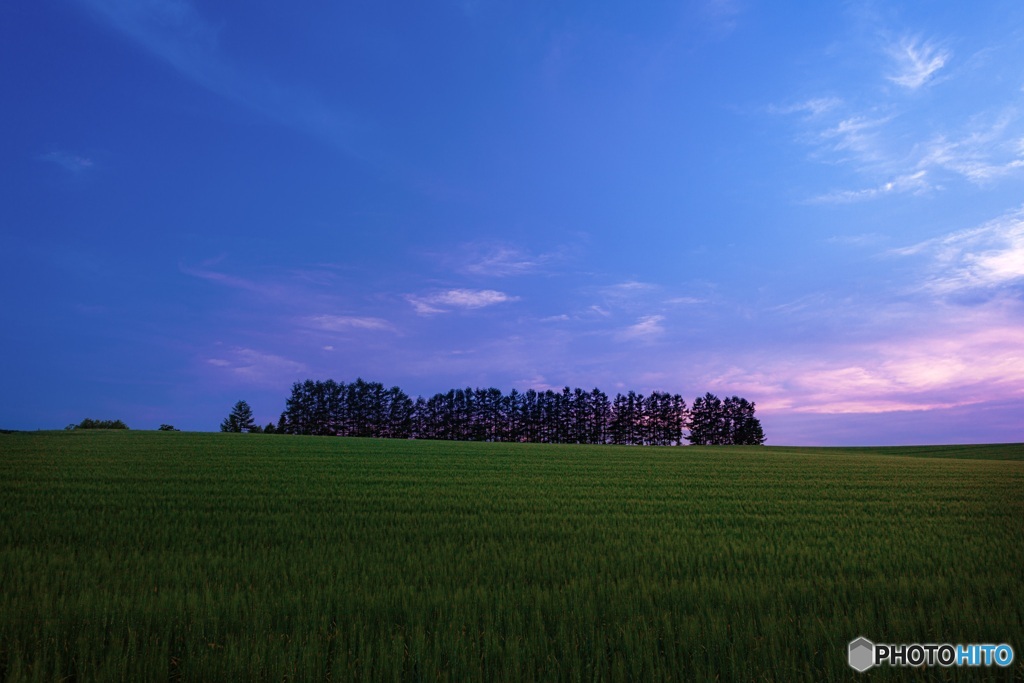 北海道・美瑛町 マイルドセブンの丘の夕景
