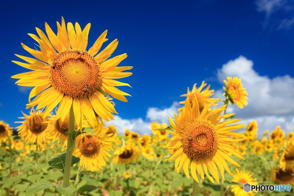 沖縄県・久米島 ひまわり畑