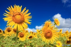 沖縄県・久米島 ひまわり畑