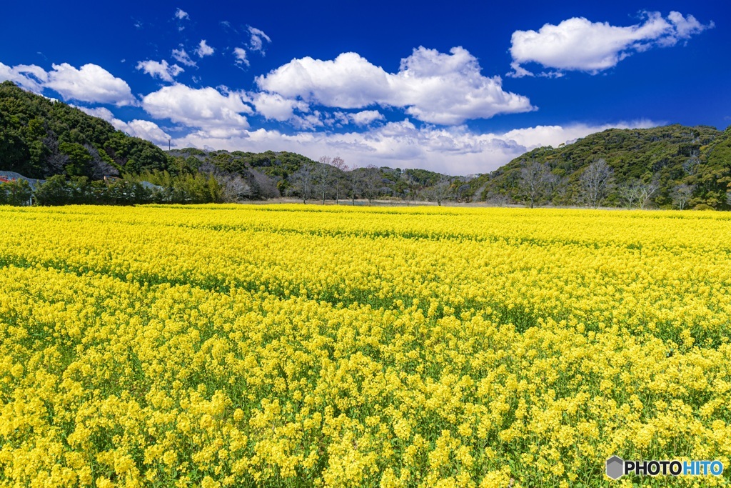 静岡県・桶ヶ谷沼の菜の花 1