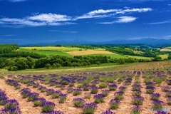 北海道・上富良野町 深山峠の風景