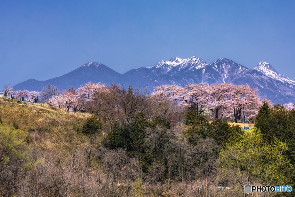 山梨県・韮崎市 桜と八ヶ岳