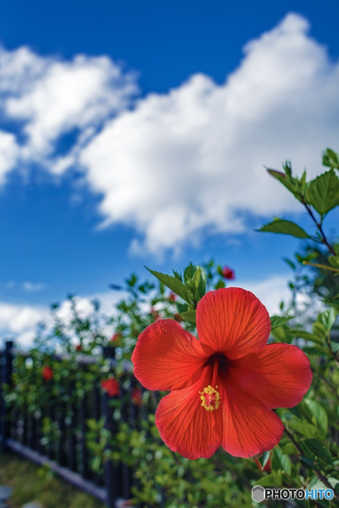 沖縄県・石垣島 青空とハイビスカス
