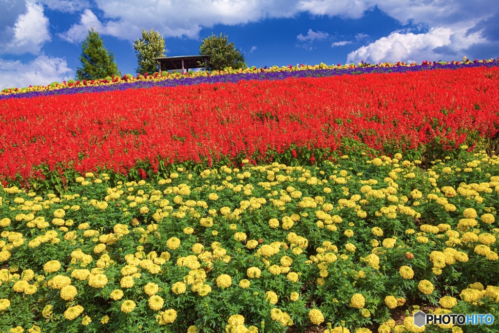 北海道・秋のかんのファーム 5