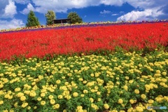 北海道・秋のかんのファーム 5