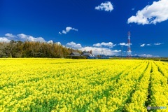 静岡県・桶ヶ谷沼の菜の花 3