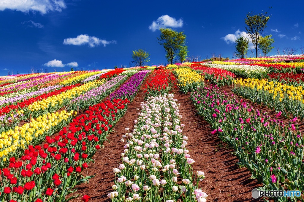 栃木県・那須フラワーワールド 2