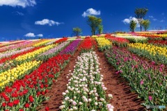 栃木県・那須フラワーワールド 2