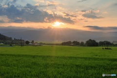 長野県・木島平村 緑の水田と夕日の風景