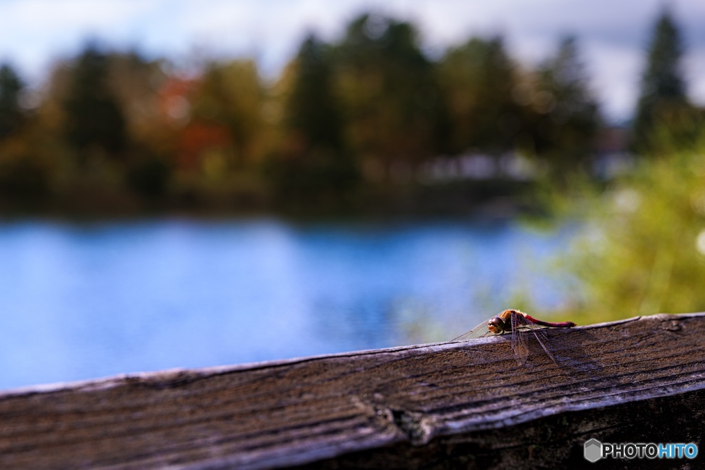 長野県・秋の蓼科湖とトンボ