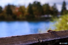 長野県・秋の蓼科湖とトンボ