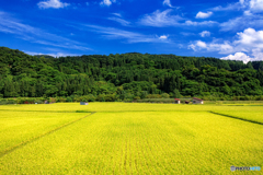 青森県・夏の田園風景