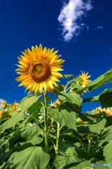 山梨県・明野のひまわり畑 8