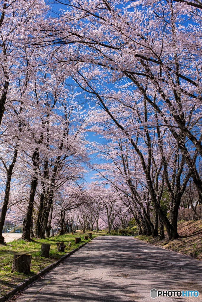 長野県・春の茅野市運動公園の風景 3
