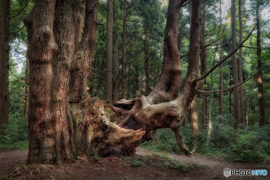 山形県・幻想の森の風景 7