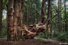 山形県・幻想の森の風景 7