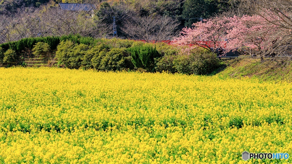 静岡県・南伊豆の河津桜と菜の花 1