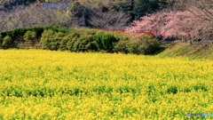 静岡県・南伊豆の河津桜と菜の花 1