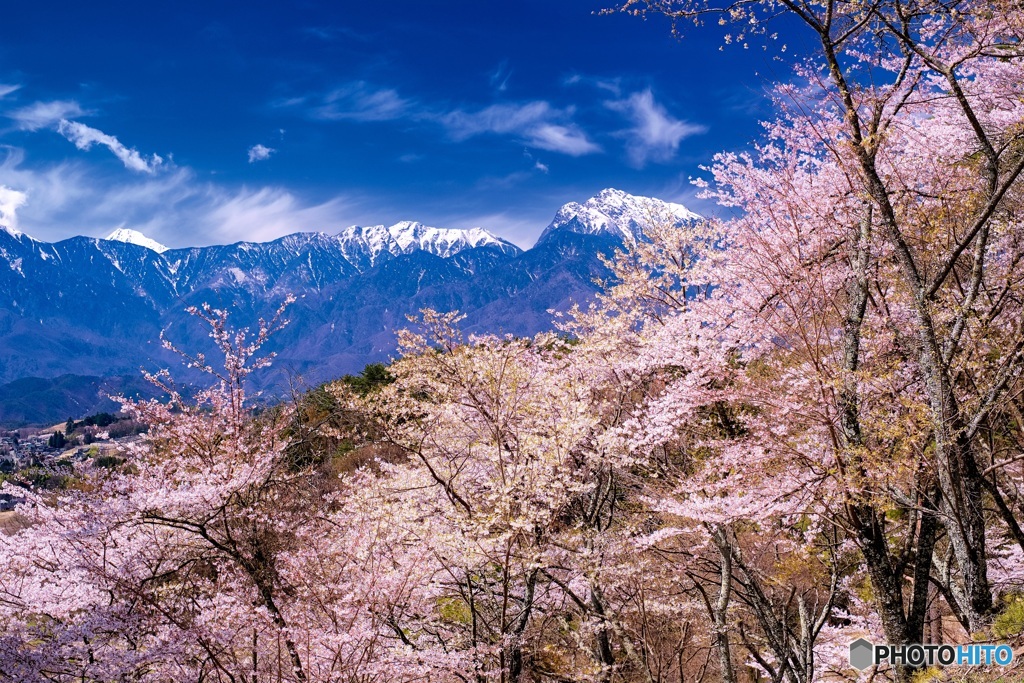 山梨県・谷戸城址の桜 1