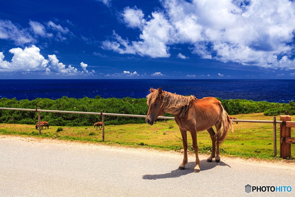 沖縄県・与那国島 与那国馬