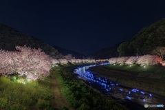静岡県・みなみの桜と菜の花まつり